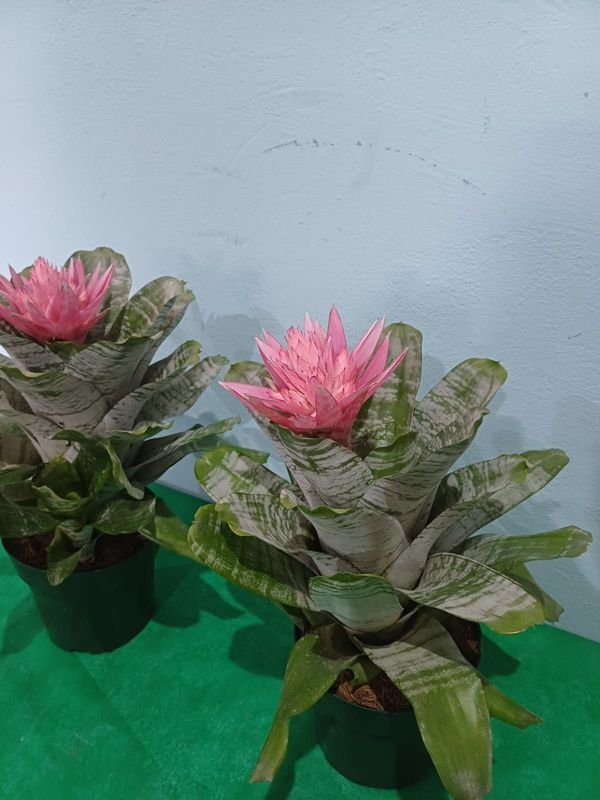 Item 901551 - Image 3