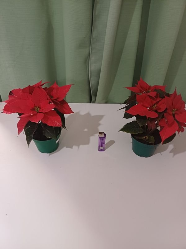 Item 848668 - Image 3