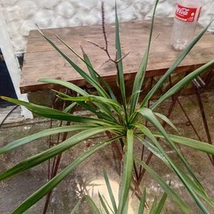 Drácena en Maceta de 2 Litros - imagen 6