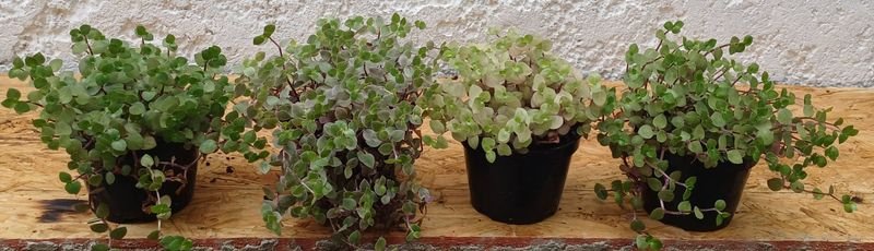 Item 929855 - Image 4