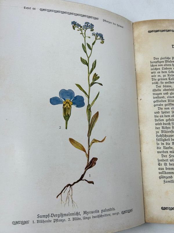 Libros de Botánica: Curso General Aplicado y Flora de la Patria - imagen 6
