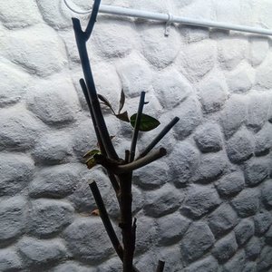 Rosal de Pie con Flor Amarilla y Botones - Maceta 2 Litros - imagen 4
