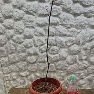 Rosal de Pie con Floración Rosa en Maceta de 2 Litros - imagen 2