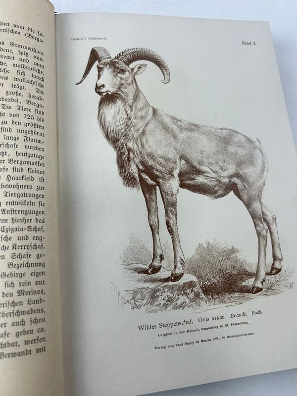 Libro técnico sobre ganadería de ovejas, 1892, Paul Parey, Berlín - imagen 8