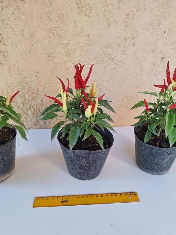 Item 870174 - Image 1