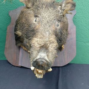 Lote siguiente: Cabeza de Jabalí Disecada para Decoración