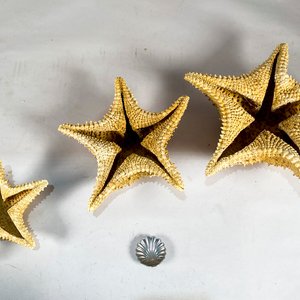 Tres Estrellas de Mar y una Coquilla Decorativa - imagen 4