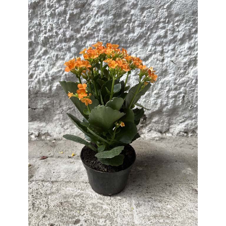 Item 2113576 - Image 0