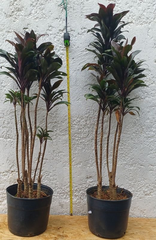 Item 929858 - Image 2