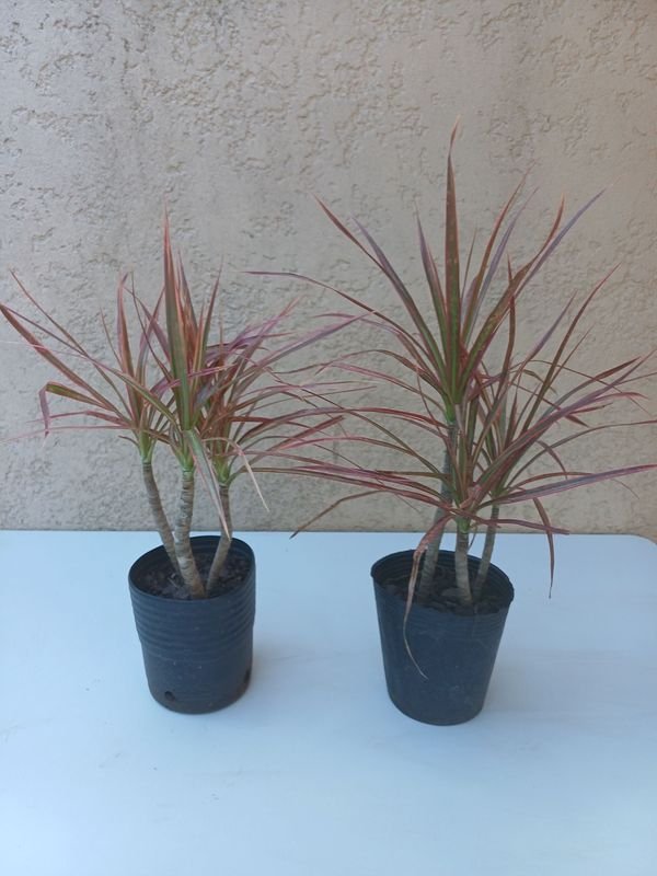 Item 875733 - Image 0