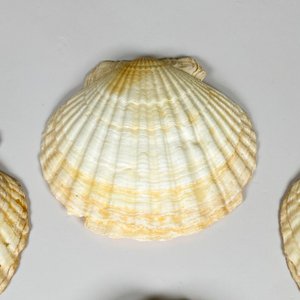 Siete coquillas grandes - imagen 4