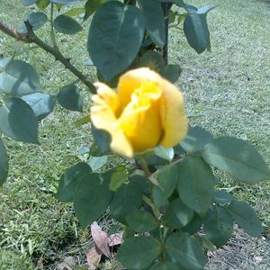Rosal de Pie con Flor Amarilla y Botones - Maceta 2 Litros - imagen 6
