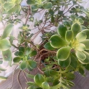 Aeonium Kiwi 'Dream Color' en Maceta Verde - Planta Suculenta - imagen 5