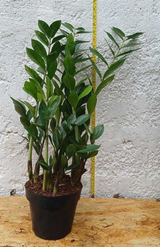 Lote anterior: Zamioculcas de 70cm de altura, planta en excelente condición