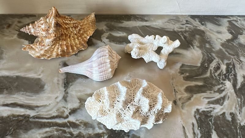 Conchas y coral de alta calidad - imagen 3