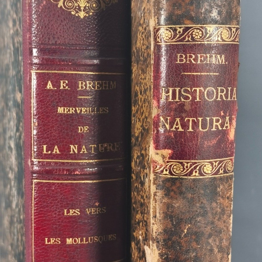 Libro antiguo de historia natural con encuadernación en cuero - imagen 4