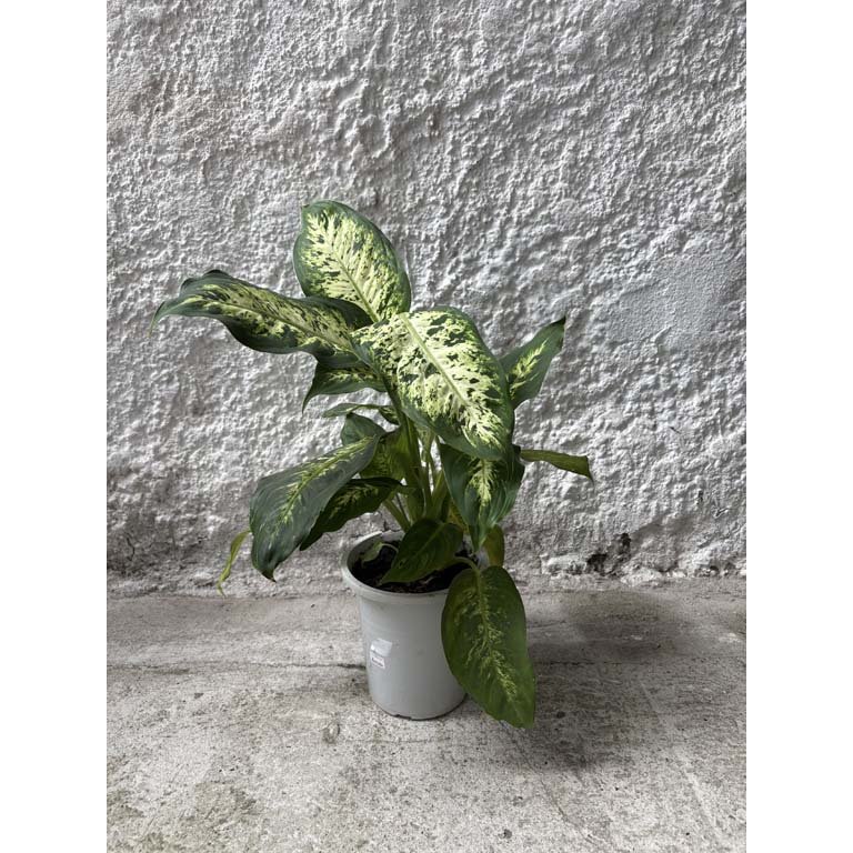 Item 2113602 - Image 0