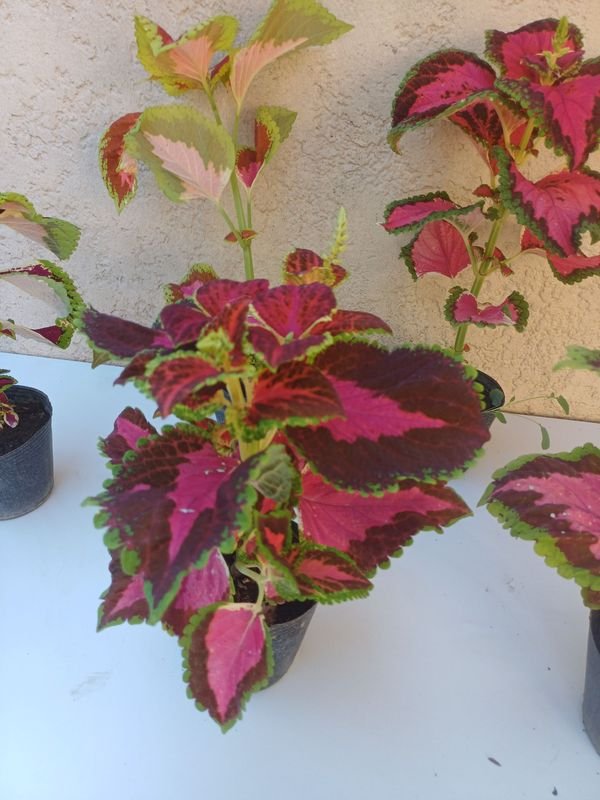 Planta en macetas de diferentes tonos de color - imagen 7