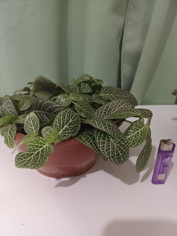 Item 848676 - Image 2