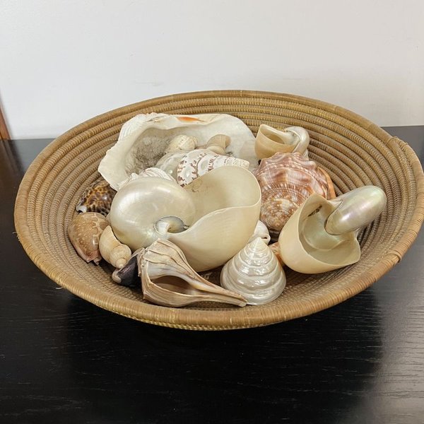 Conjunto de conchas y estrellas de mar - imagen 1