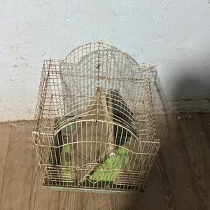 Lote siguiente: Jaula metálica para pájaros