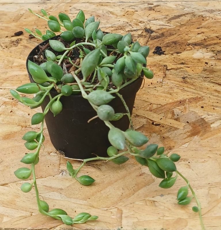 Item 929727 - Image 5