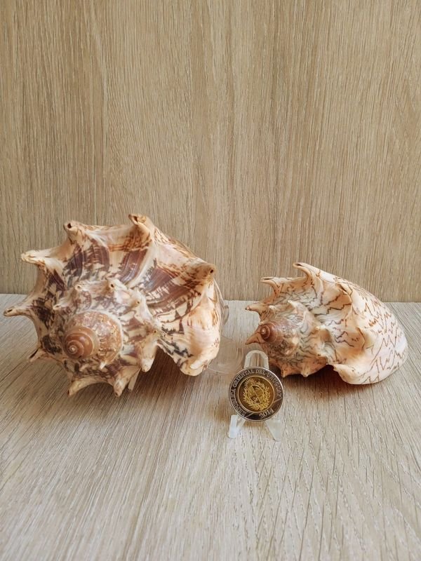 Item 884186 - Image 0