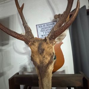 Cabeza de Ciervo Taxidermia Gran Tamaño, Excelente Conservación - imagen 4