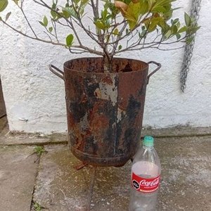 Jazmín del Cabo Injertado con Pimpollos - Planta Ornamental - imagen 9