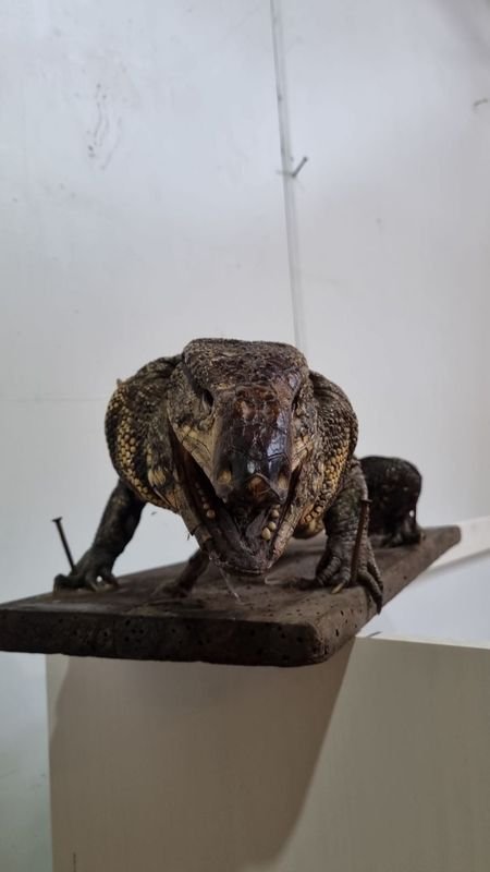 Item 718368 - Image 1