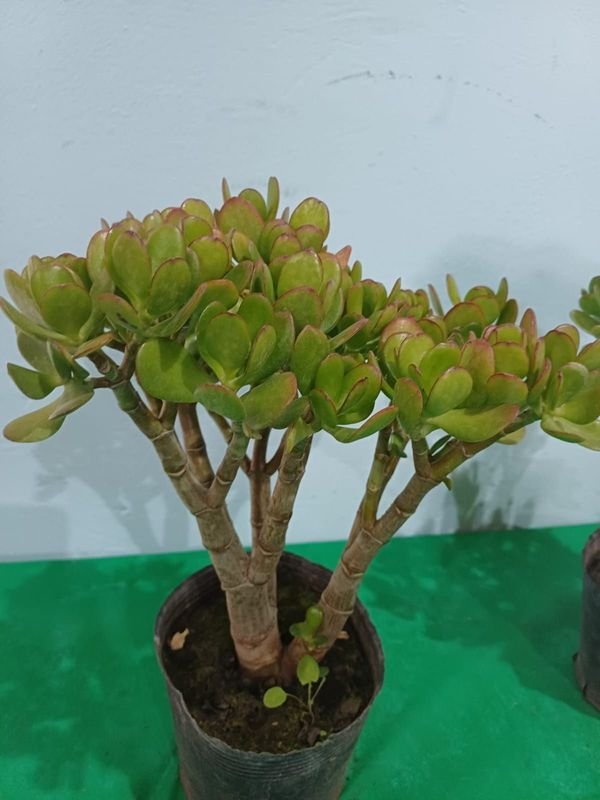 Item 852638 - Image 2