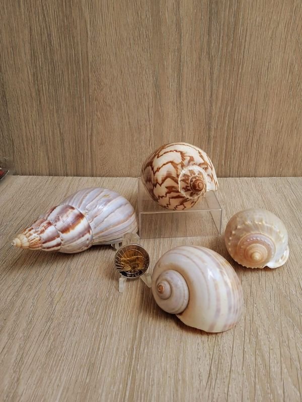 Item 884184 - Image 0