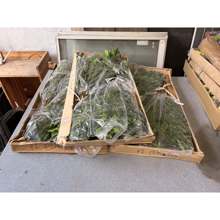 Lote anterior: Plantas artificiales en cajas de cartón