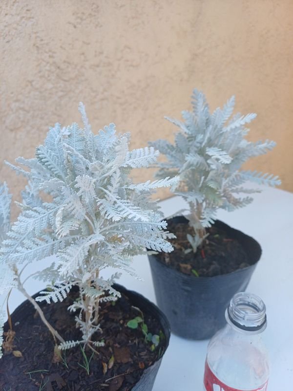 Item 894165 - Image 0