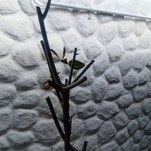 Rosal de Pie con Flor Amarilla y Botones - Maceta 2 Litros - imagen 5