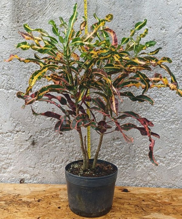 Plantas de Croton, variedad de colores - imagen 3