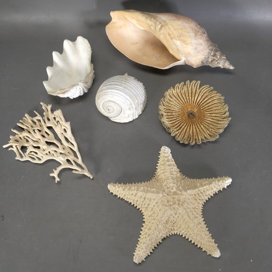 Item 15836 - Image 2