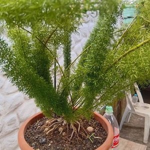 Lote siguiente: Helecho Espárrago en Maceta Naranja con Envase de 2 Litros