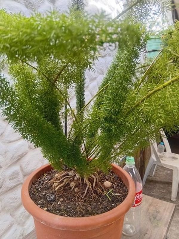 Helecho Espárrago en Maceta Naranja con Envase de 2 Litros