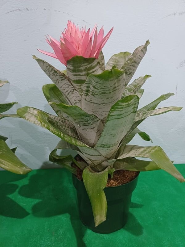 Item 901551 - Image 0