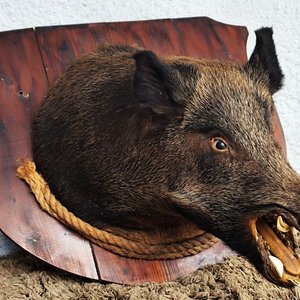 Cabeza de Jabalí Taxidermizada con Colmillos sobre Placa de Madera - imagen 3