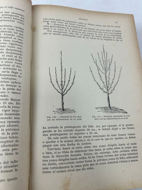 Tratado de Fruticultura de D. Tamaro, 1920 - imagen 4