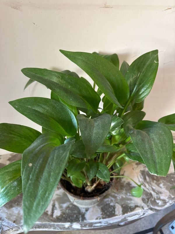 Item 894997 - Image 2