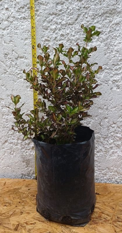 Planta Coprosma Rojo de 45cm de Alto - imagen 3
