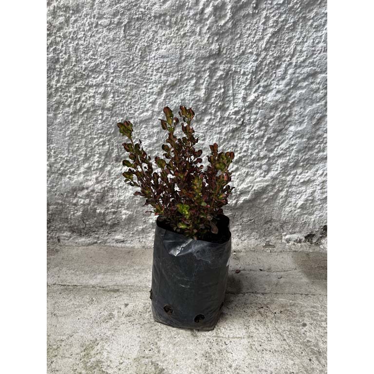 Item 2113595 - Image 0