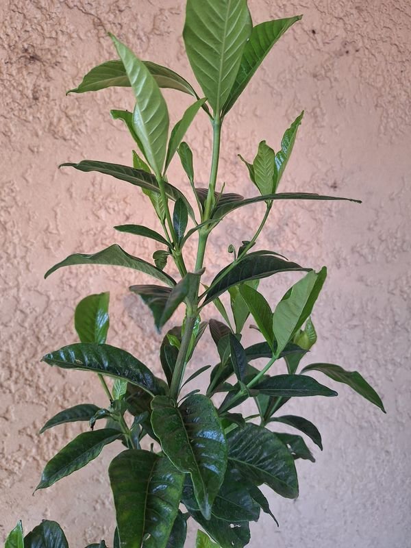 Item 870084 - Image 6