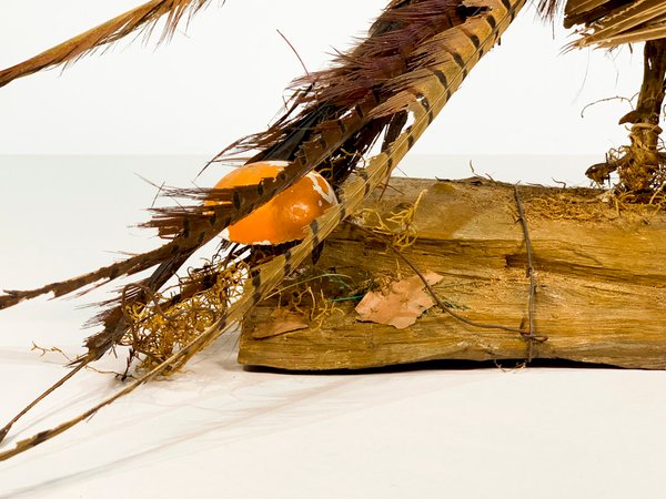 Pavo Real Embalsamado con Detalles - imagen 3