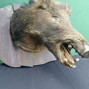 Cabeza de Jabalí Disecada para Decoración - imagen 2