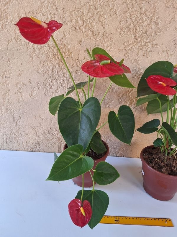 Item 870167 - Image 3