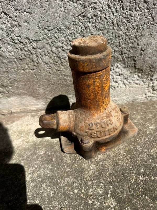 Gato tipo botella japonés en venta - imagen 5